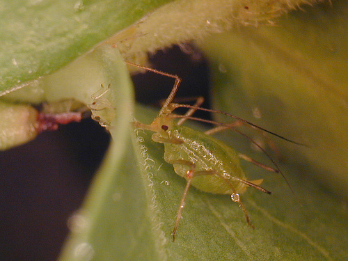 An adult blueberry aphid